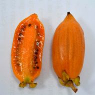 Саджанець Актинідія полігама Помаранчева (жіноча) в контейнері